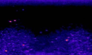 Pictured is an image showing suspected microplastics as bright red and yellow. The surrounding, dimmer particles, in blue, are likely  organic debris. Credit: Draper