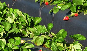 For sellers who do not farm the land: