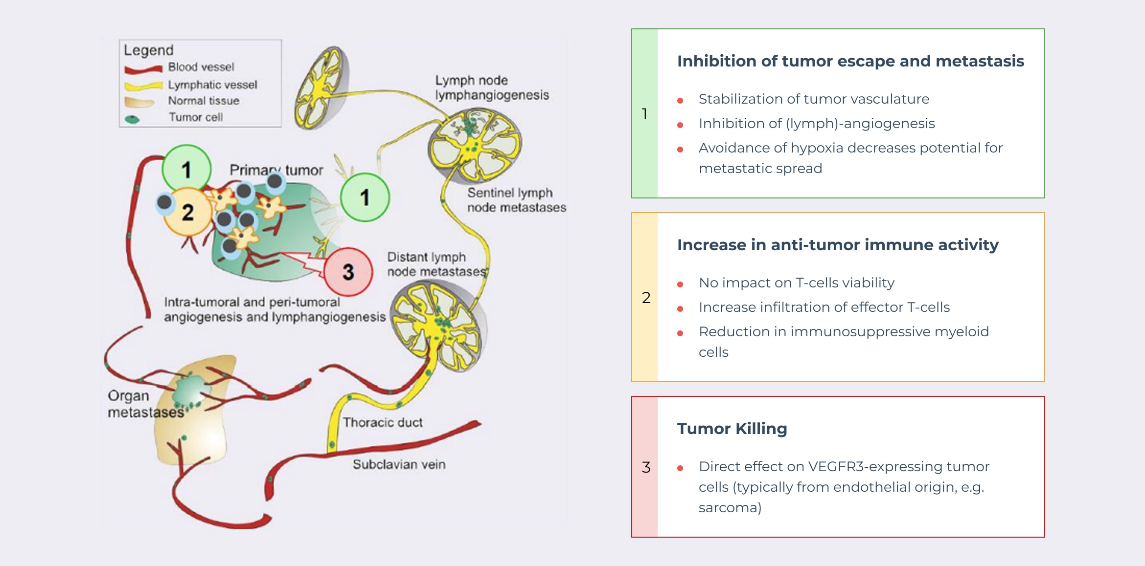 1: Inhibition of tumor escape and metastasis - Stabilization of tumor vasculature, Inhibition of (lymph)-angiogenesis, and avoidance of hypoxia decreases potential for metastatic spread. 2: Increase in anti-tumor immune activity - No impact on T-cells viability, Increase infiltration of effector T-cells, and Reduction in immunosuppressive myeloid cells. 3: Tumor Killing - Direct effect on VEGFR-3-expressing tumor cells (typically from endothelial origin, e.g. sarcoma)