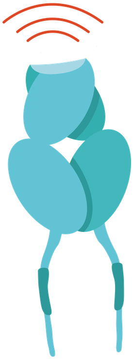 Affinity_enhanced_TCR.png