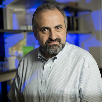 Dmitry Gabrilovich, MD, Ph.D.