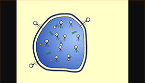 Lysins are enzymes derived from bacteriophage.  ContraFect is developing recombinant lysins as a therapeutic which kills bacteria on contact.