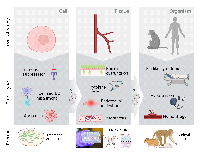 A graphic showing that Draper's research will focus on interactions at the tissue level, between the cellular and organism levels.