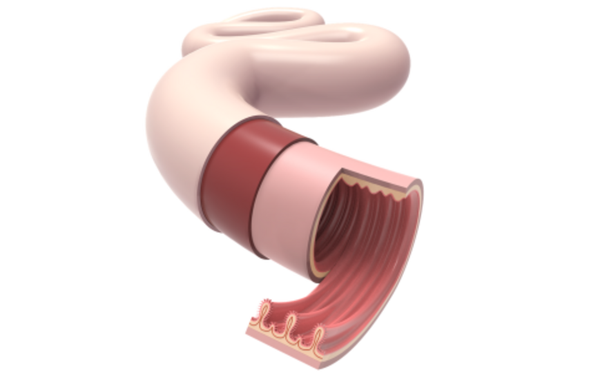 Illustration of a healthy intestinal barrier