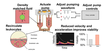 To enable immune cell recirculation in the MPS, the Draper team adjusted aspects of the pump controller and pump dynamics, modified the media to maintain cells in suspension, and developed a system-level model to control cell flow dynamics.  
