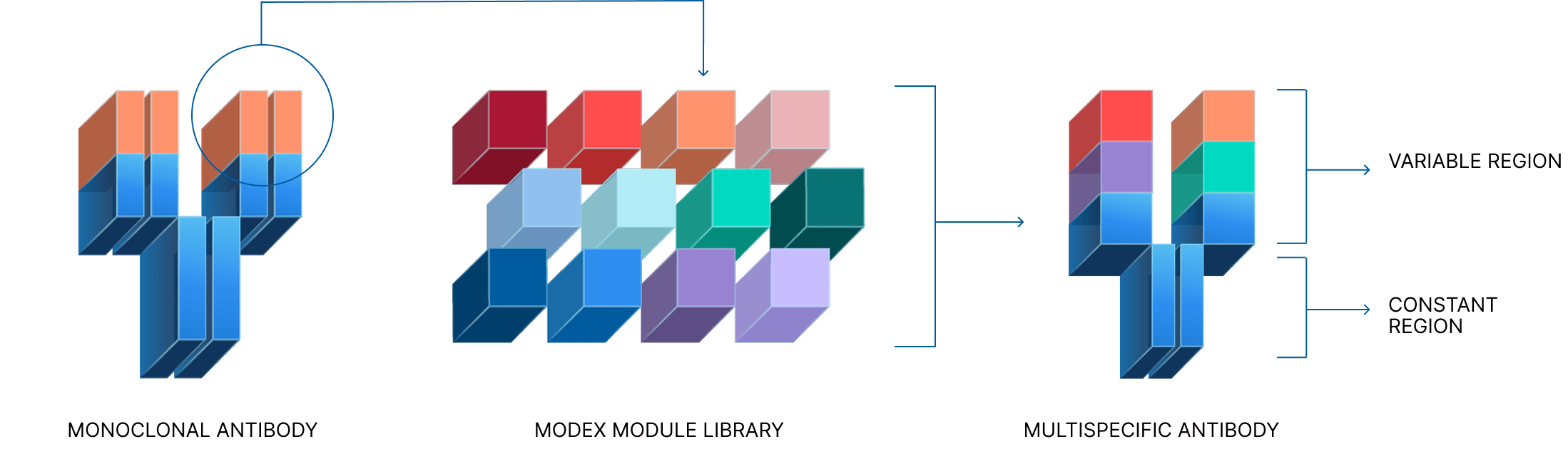 Diagram showing our process allowing us to produce a multispecific antibody by transforming a monoclonal antibody using our modex module library.