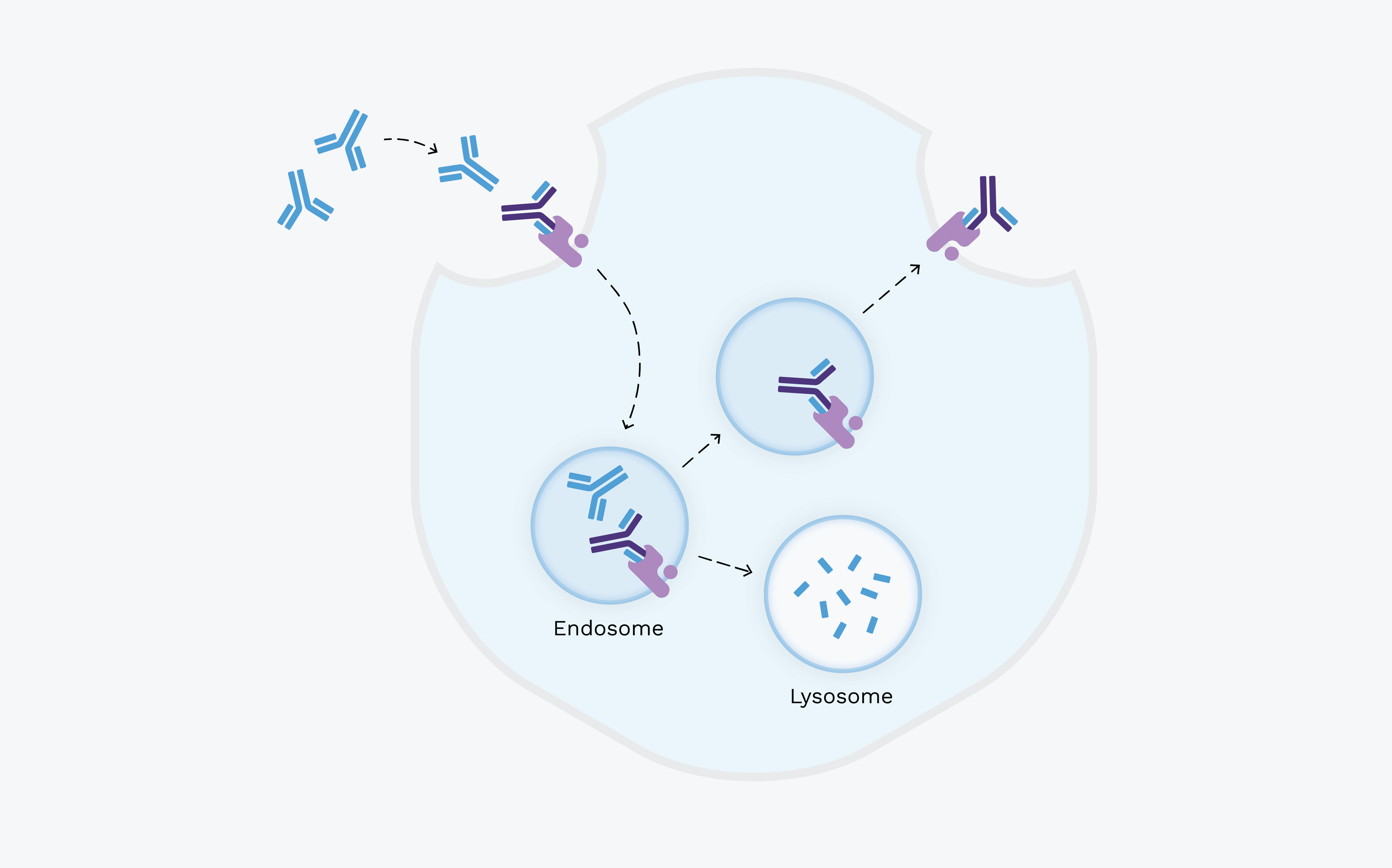 The figure above illustrates the proposed mechanism of action for batoclimab, which is also representative of the mechanism of action for IMVT-1402.
