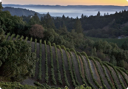 Environmental Sustainability image