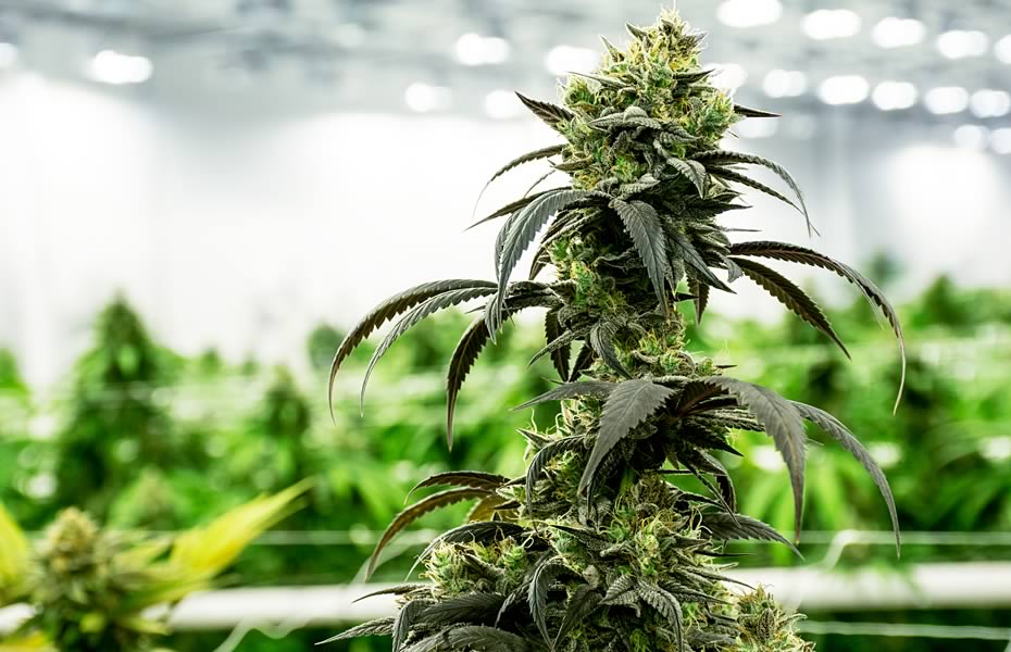 Closeup of Cannabis Bud