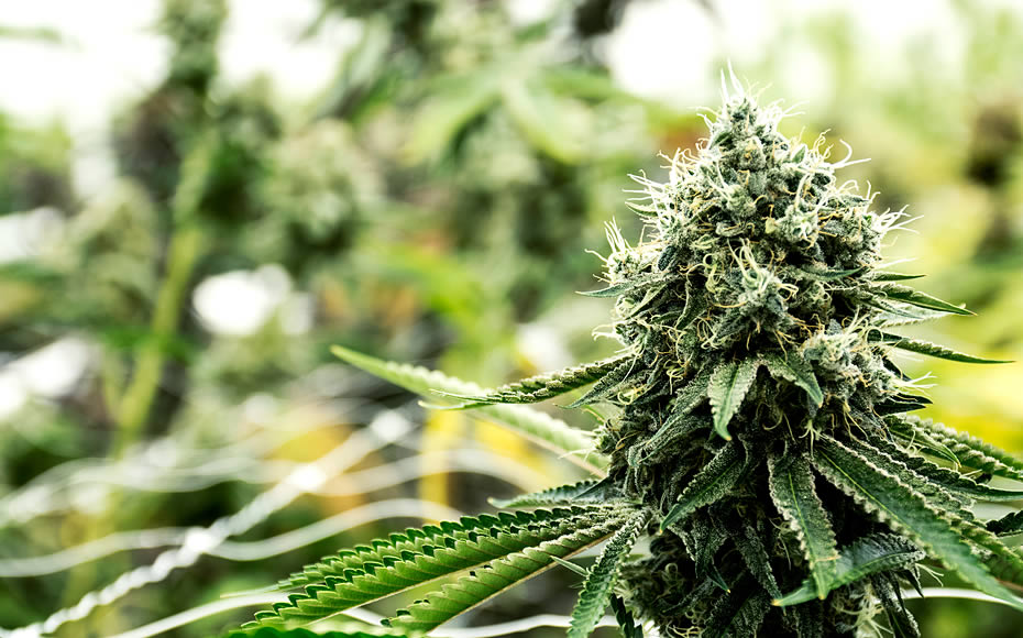 Closeup of Cannabis Bud