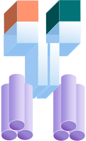 Molecular Design for Multispecific Immune Rejuvenator