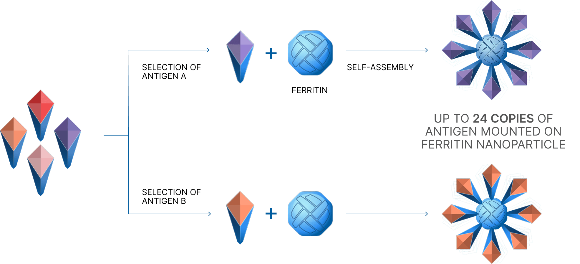 Diagram showing our modular nanoparticle vaccine platform using self-assembling ferritin molecules that can present up to 24 copies of an antigen mounted on a nanoparticle.