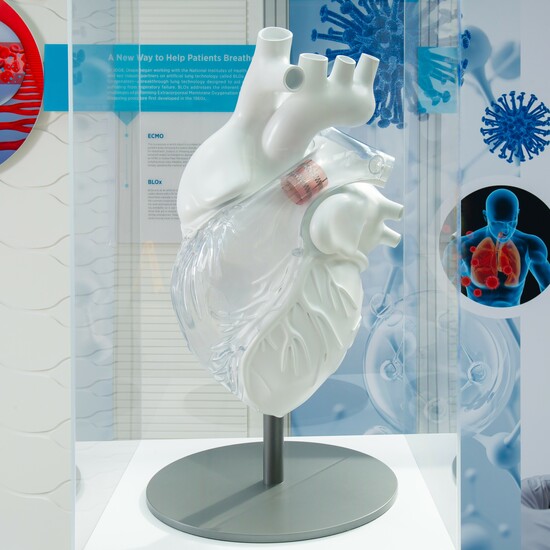 Image of The biomedical engineering exhibit includes a large model of Draper’s pediatric heart valve.