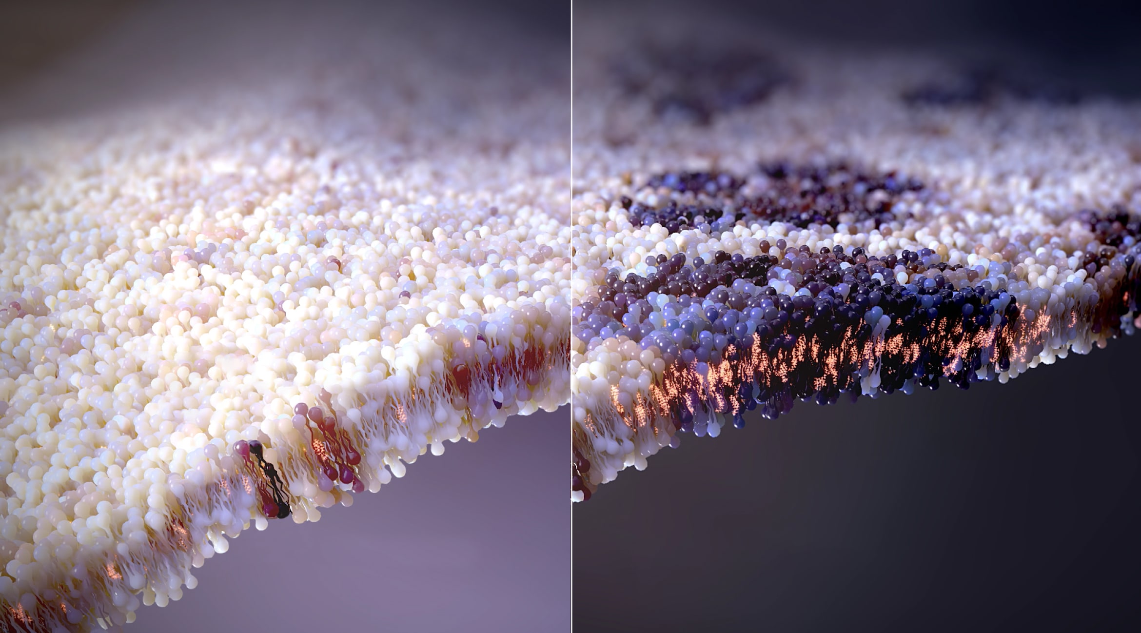 An image showing a Healthy cell membrane and a Tumor cell membrane