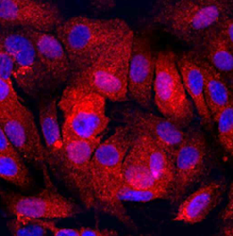 Draper tested kidney-chips in its latest research study. Pictured are kidney cells from Draper’s lab. Credit: Draper