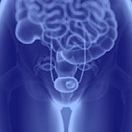 Bladder