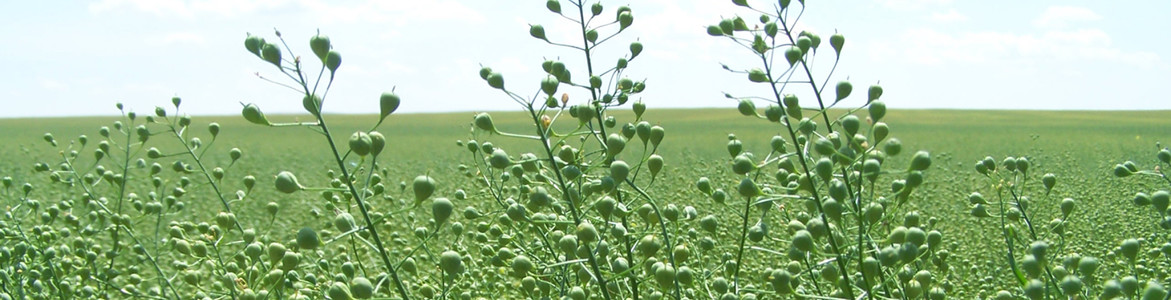 Sourcing from farmers 
