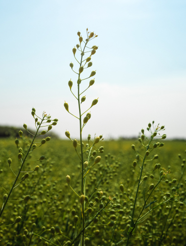 Upstream: from lab to farm