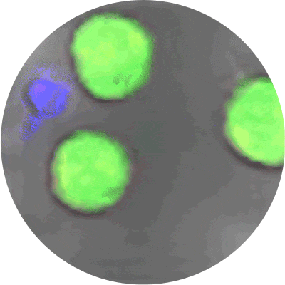 The Future of Cancer Treatment