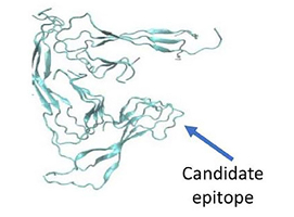 Misfolded Protein