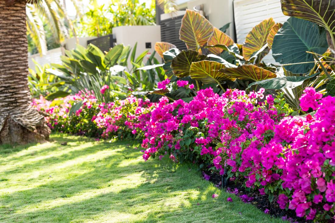 Yard with pink flowers