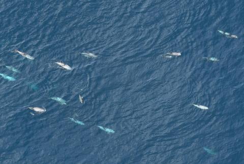 An aerial survey image from the Northeast Canyons and Seamounts Marine National Monument.