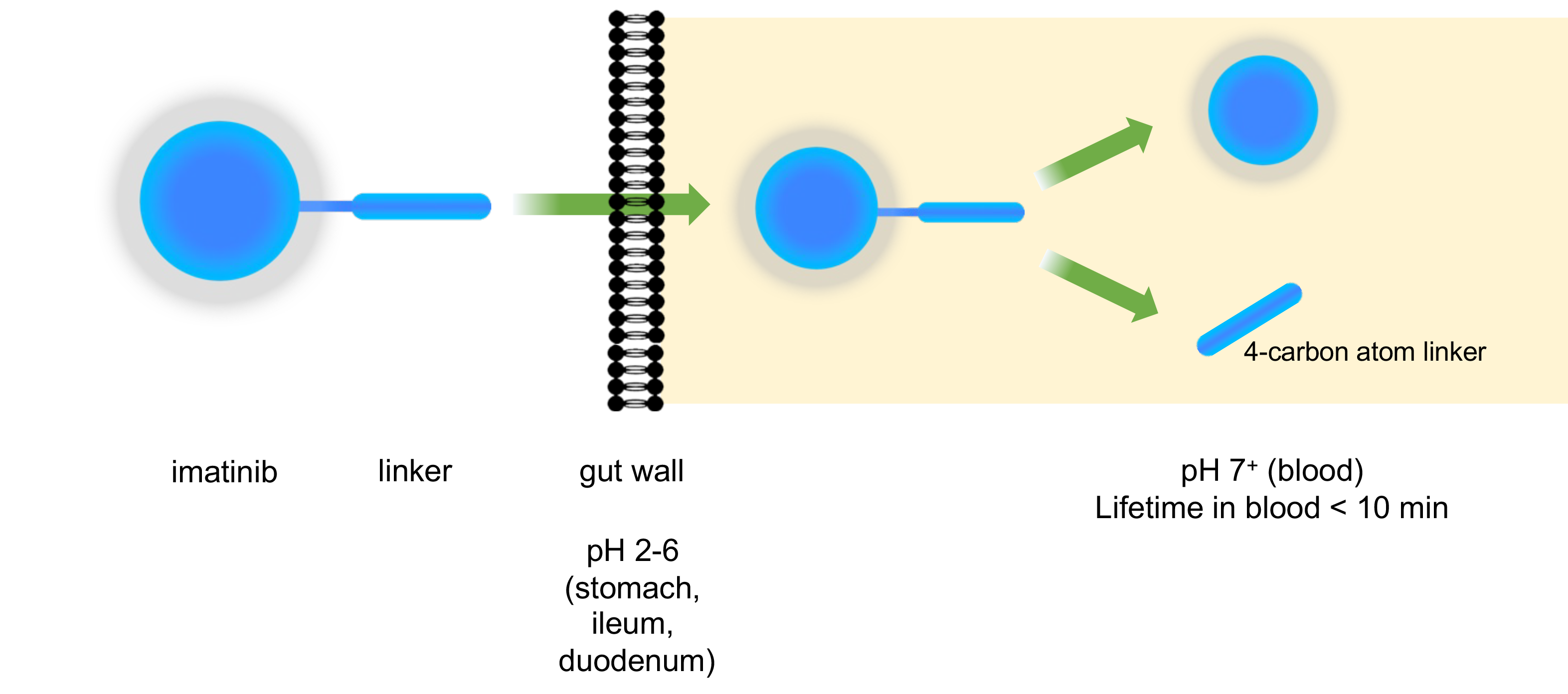 Prodrug process steps