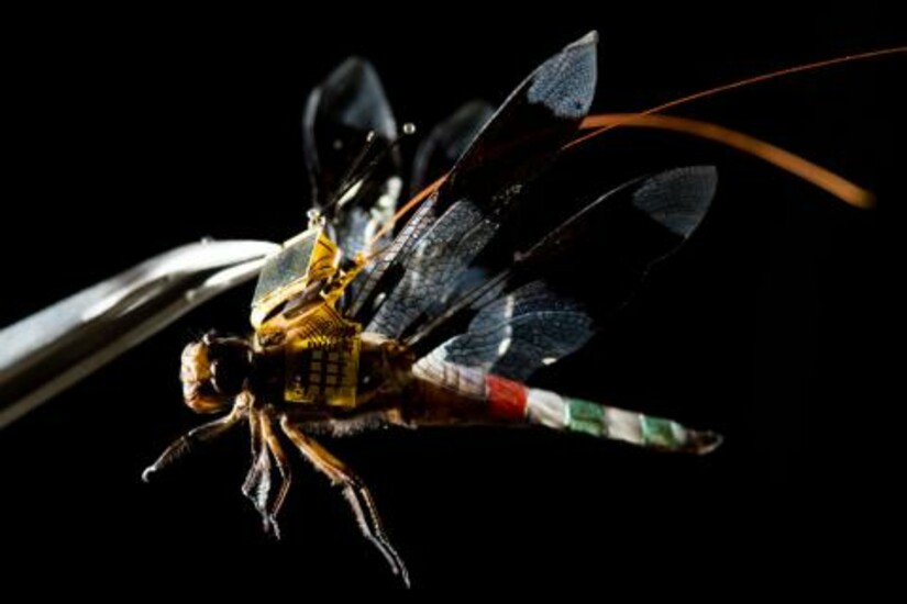 Dragonfly with a miniature backpack, showcasing advanced technology.
