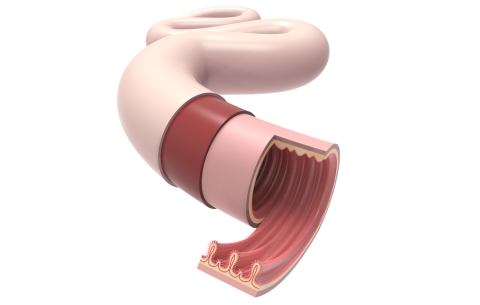 Researchers have found that restoring the intestinal barrier to a healthy state in addition to suppressing inflammation is a promising strategy for addressing IBD.