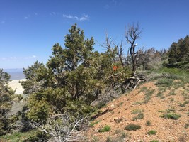 An image thumbnail for the following media post.