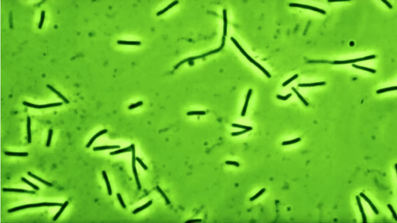 Lysin destroying bacteria