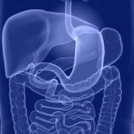 Esophagogastric Junction (EGJ)