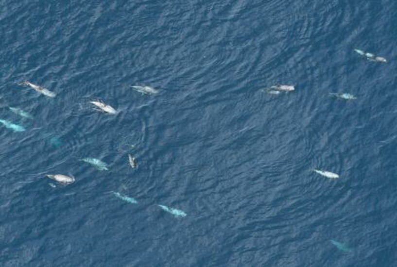 Aerial view of marine life in the Northeast Canyons and Seamounts Marine National Monument.