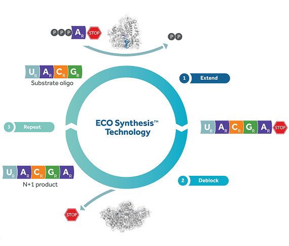 A diagram illustrating the ECO Synthesis™ Technology process for oligonucleotide synthesis in three steps: (1) Extend – where a substrate oligo is lengthened by adding nucleotide building blocks, (2) Deblock – where protective groups are removed to allow further extension, and (3) Repeat – where the cycle continues to produce the desired sequence. The process involves nucleotide symbols (U, A, C, G) with modification labels, enzymatic components, and stop signals, visually represented in a circular flowchart.