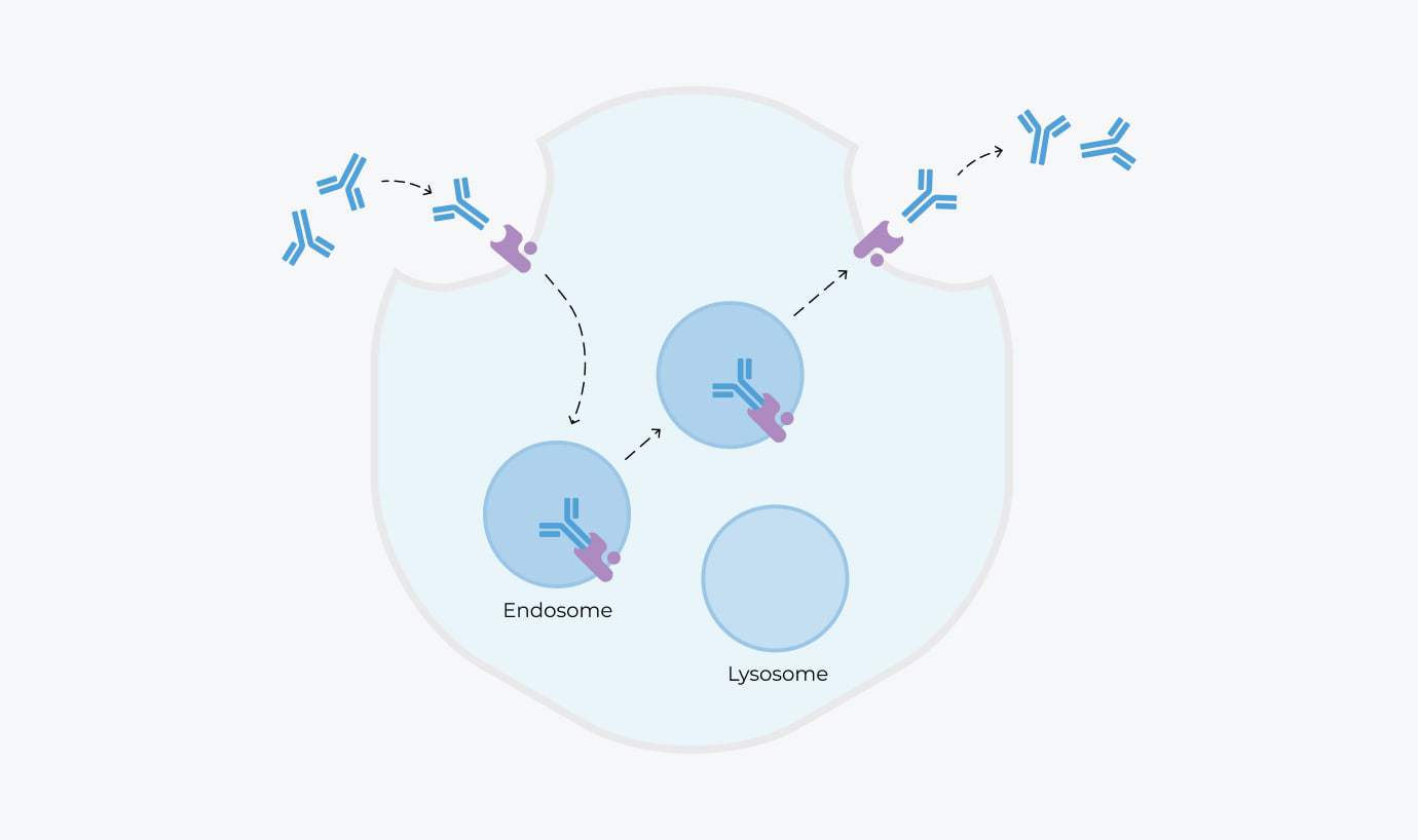 The figure above is showing FcRn maintains levels of IgG in circulation by preventing IgG degradation.