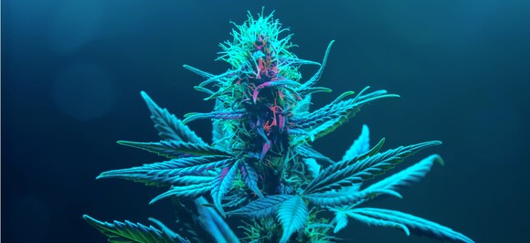 Executive Leadership