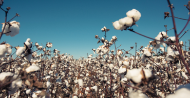 Cotton