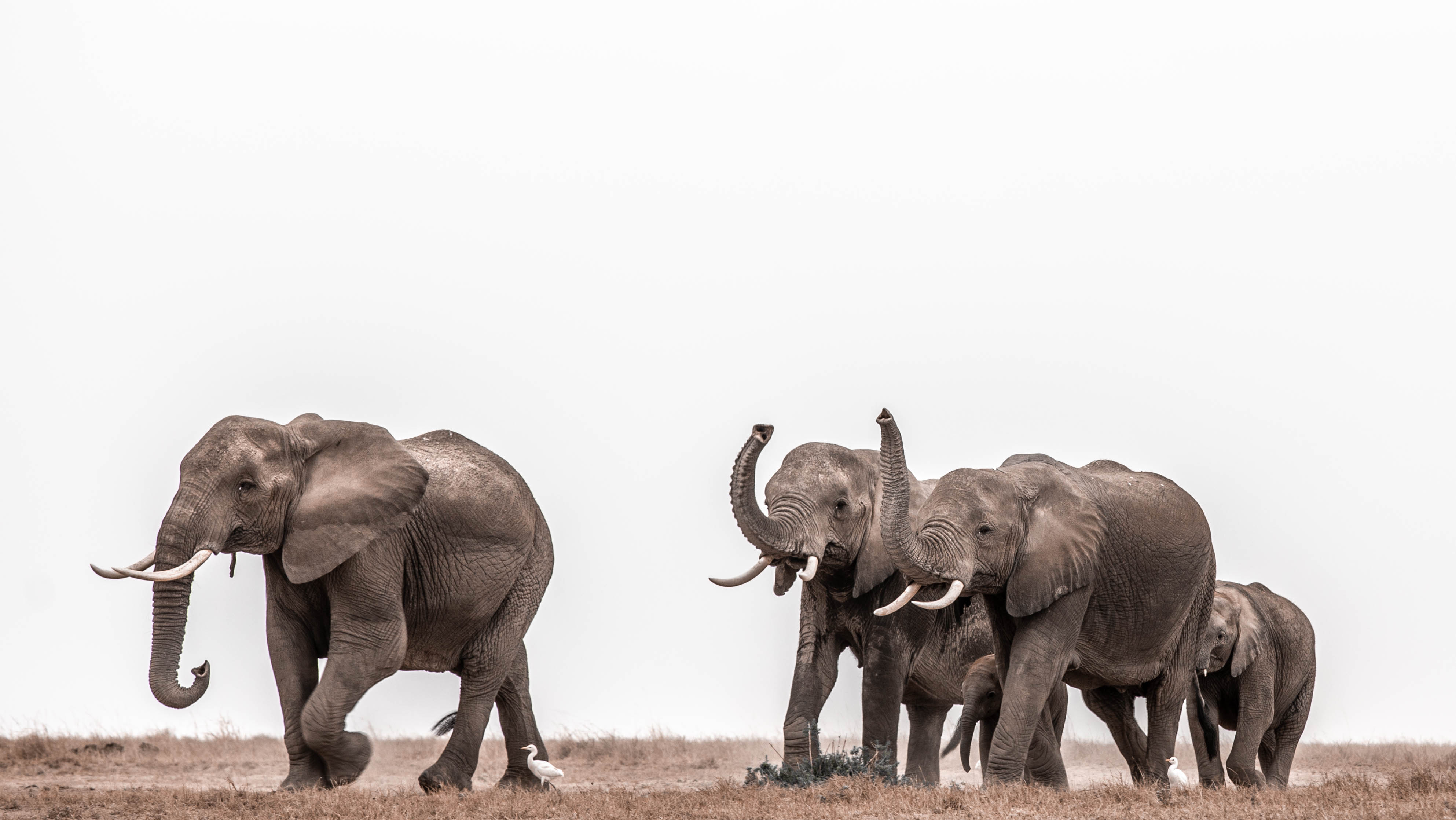 Elephant Cooperation