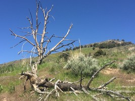 An image thumbnail for the following media post.