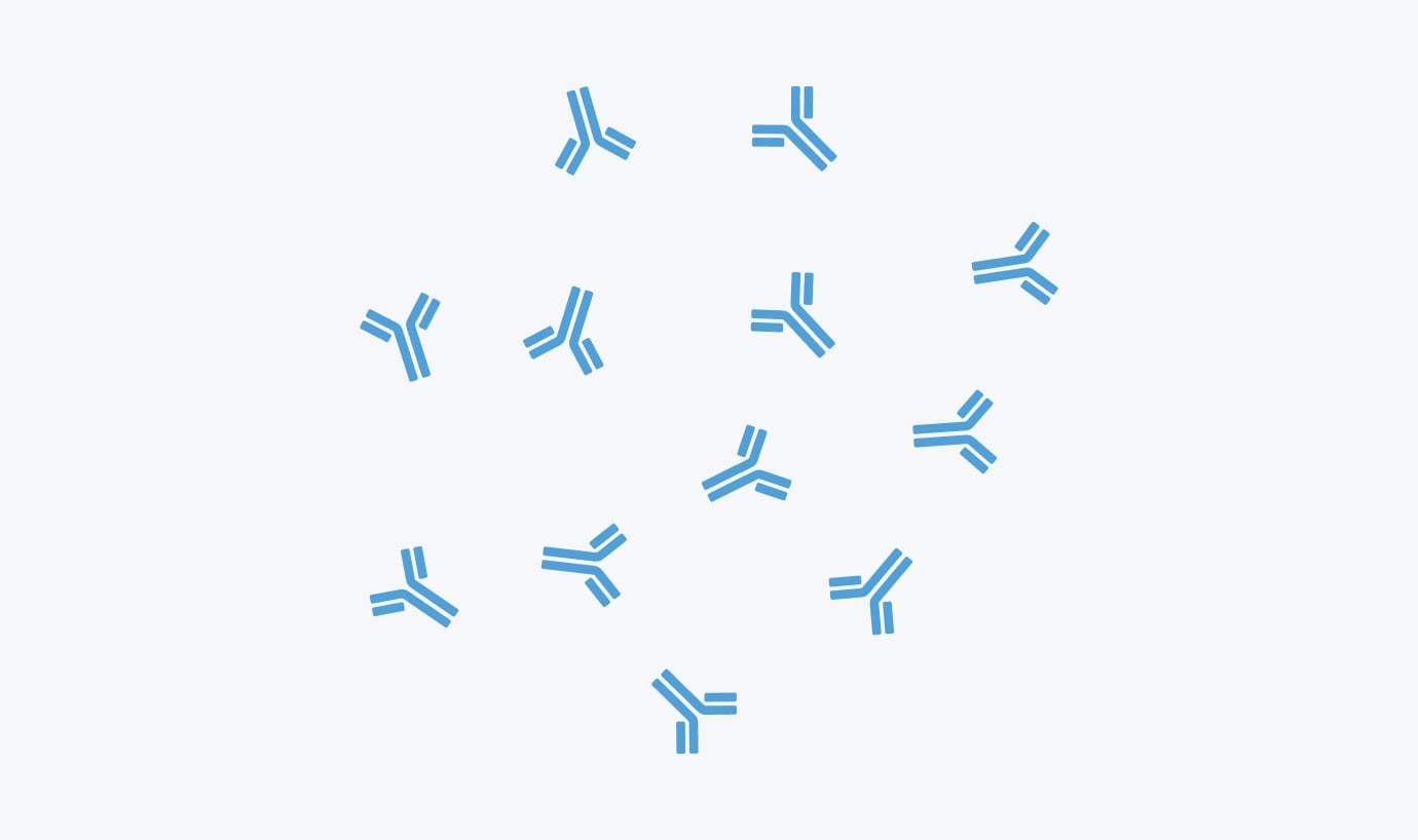 Harmful autoantibodies diagram