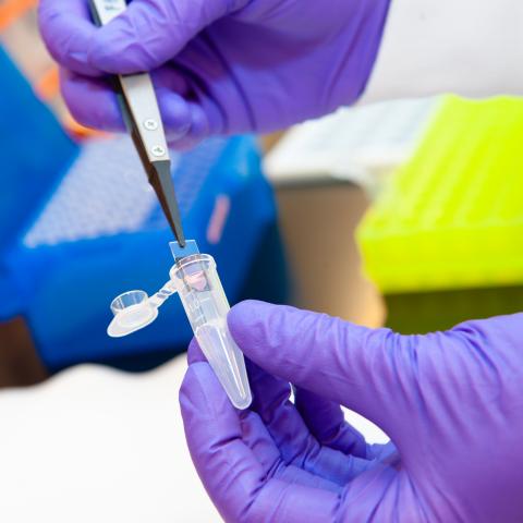 Smaller than a postage stamp, Draper’s custom miniaturized microarray can be equipped with up to 10,000 surface probes to help identify genetically engineered organisms in soil, water and other samples.