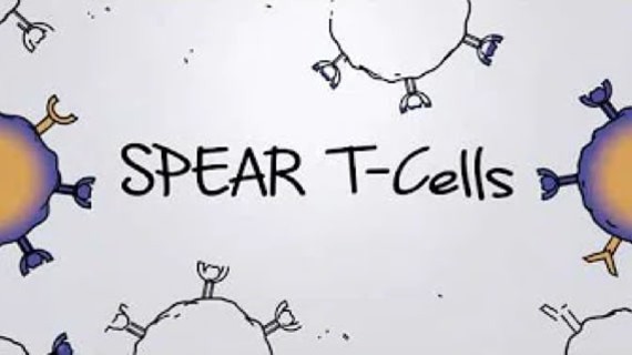 How Cancer Patients get Treated with our SPEAR T-Cells