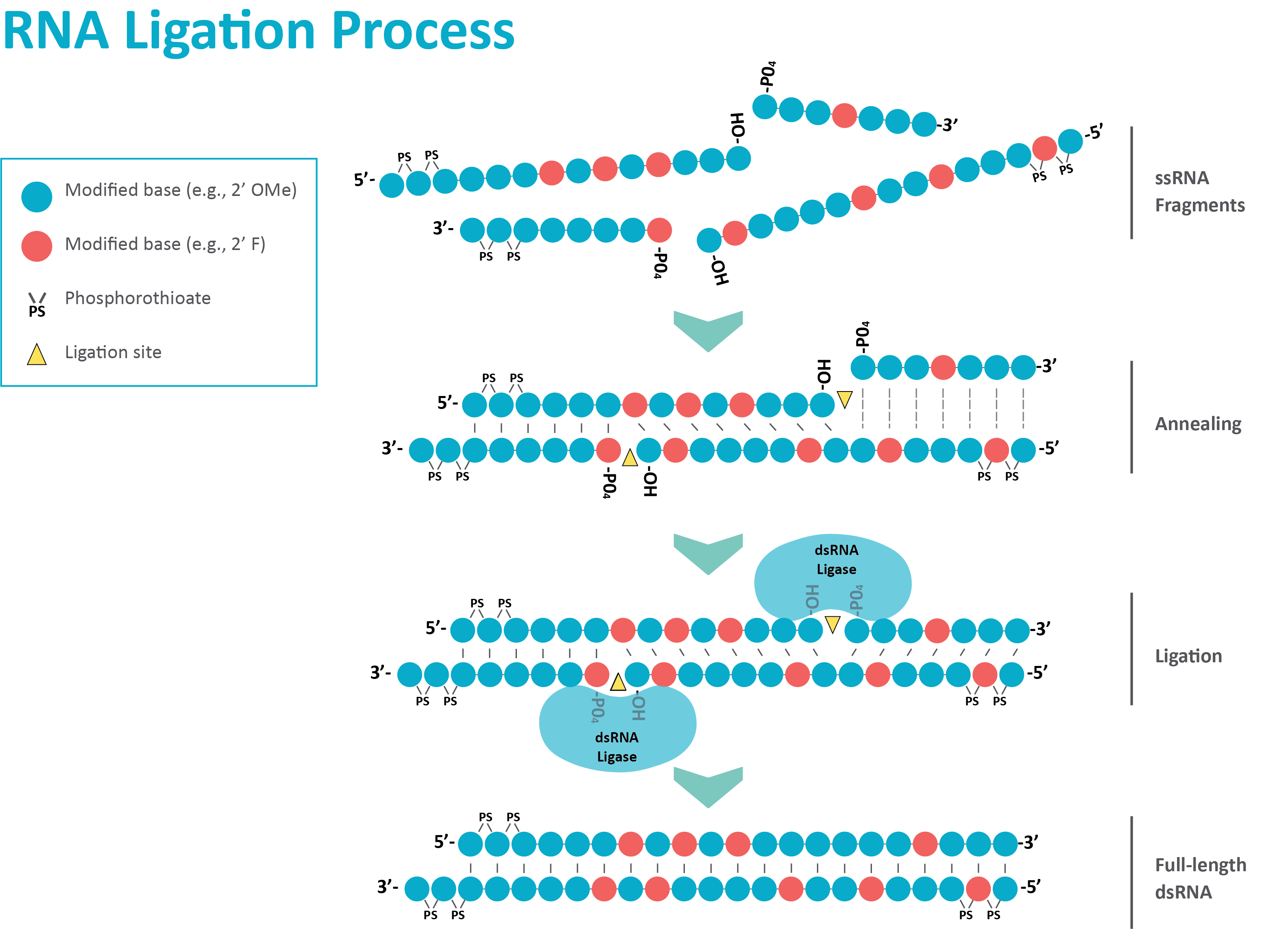 RNA Ligase Screening and Optimization Services Codexis, Inc. (CDXS)