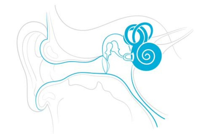 Diagram of the inner ear highlighting the cochlea, the hearing part, as a dark blue spiral.