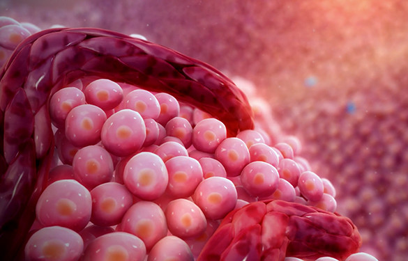 <p>Inhibiting tumor blood vessel formation</p>