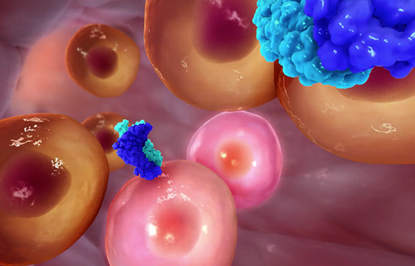 <p>Strongly suppressing cell invasion and metastasis</p>