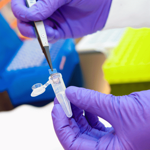 Smaller than a postage stamp, Draper’s custom miniaturized microarray can be equipped with up to 10,000 surface probes to help identify genetically engineered organisms in soil, water and other samples. Credit: Draper.