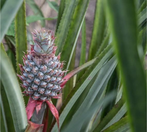 BRAZIL POTASH CORP STOCK visual data 5