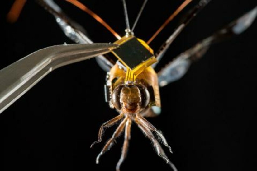 A dragonfly wearing a small electronic backpack, held by tweezers against a black background.
