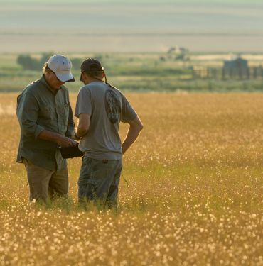 A water-saving crop for dryland farmers